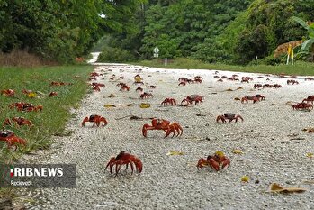 عکسهای منتخب خبری جهان / ۴ آبان ۱۴۰۴
