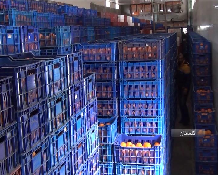 ذخیره سازی  هزار تن میوه شب عید درگلستان