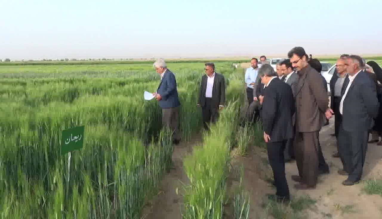 تدوین طرح 10 ساله کشت کلزار در کشور