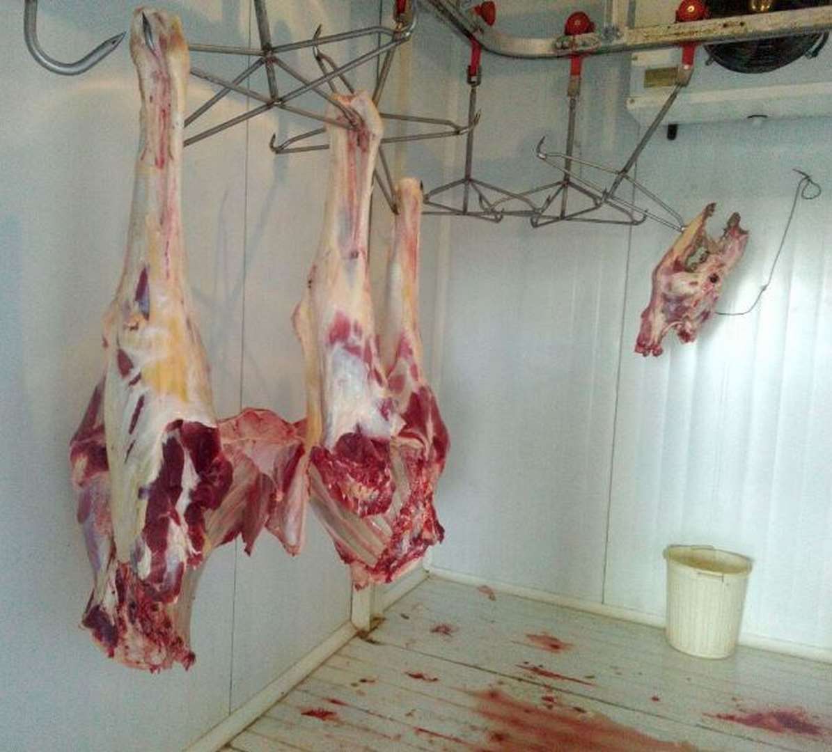 معدوم کردن 400 کیلوگرم گوشت آلوده در خراسان جنوبی