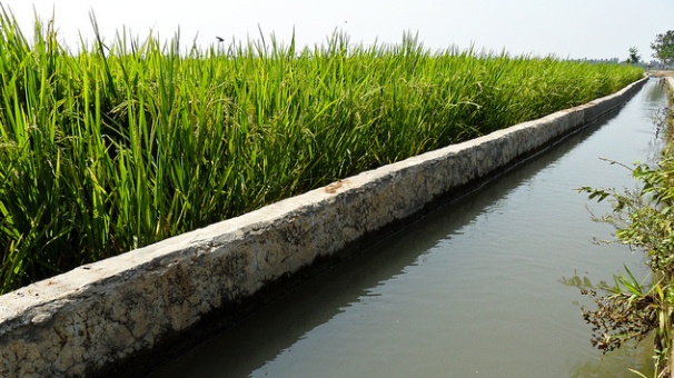 گرمای هوا و لزوم صرفه جویی در مصرف آب کشاورزی