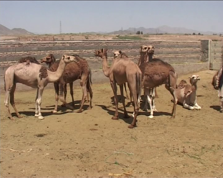 قطب پرورش شتر کشور بدون صنایع تبدیل  + فیلم