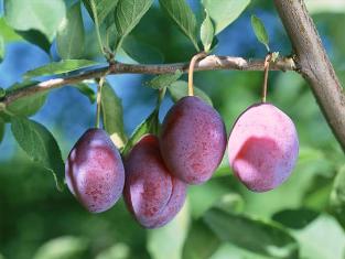 تولید بیش از 13 هزار تن انواع محصولات سیاه ریشه در بابل