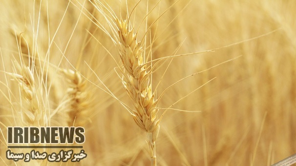پرداخت 50 درصد مطالبات به گندمگاران استان زنجان