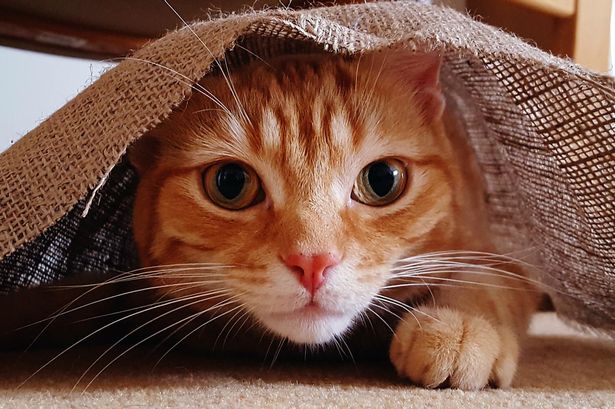 هرگز گربه ها را داخل خانه راه ندهید