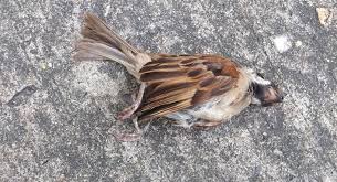 خرید مرغ و تخم مرغ، فقط از مراکز مجاز و بهداشتی