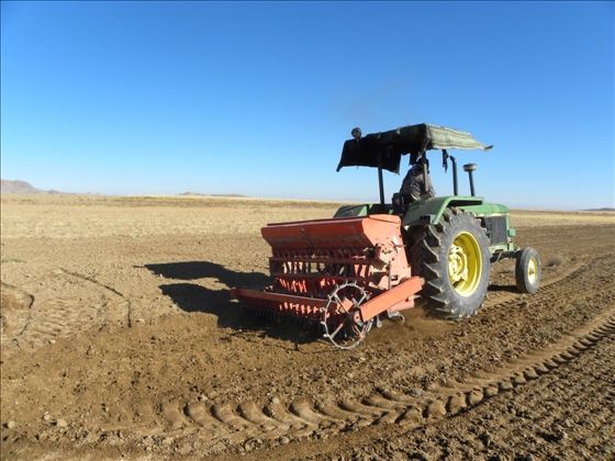 کاشت گندم و جو مکانیزه در7500 هکتار جغتای