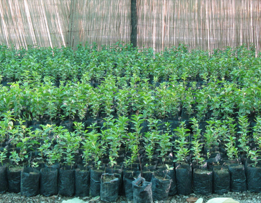 کاشت 100 هزار نهال در عرصه های طبیعی ایلام در تعطیلات نوروز