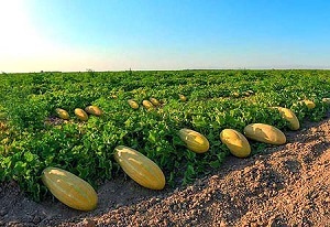 کشت خربزه نشایی در شاهین شهر