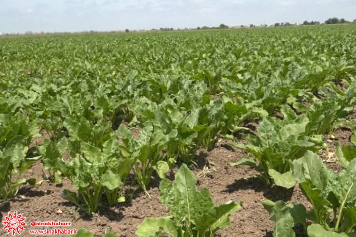 کشت نشایی چغندرقند بهار در مزرعه تحقیقاتی شهرضا