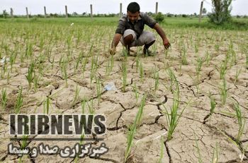 کاهش مصرف آب و افزایش عملکرد با کشت نشایی