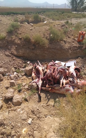 معدوم سازی لاشه های گوسفندان فاسد در خرم بید