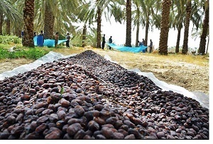 به نام کشاورز به کام دلال به نام کشاورز به کام دلال