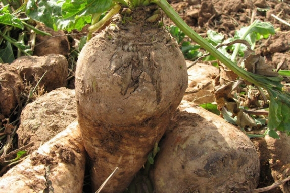 برداشت چغندرقند  از دو هزار و 800 هکتار کشتزار خراسان شمالی