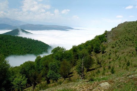 گزارش مکتوب: جنگل های بلوط چهارمحال و بختیاری در معرض نابودی