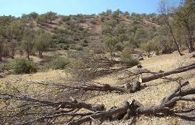 گزارش مکتوب: جنگل های بلوط چهارمحال و بختیاری در معرض نابودی