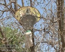 گزارش مکتوب: جنگل های بلوط چهارمحال و بختیاری در معرض نابودی