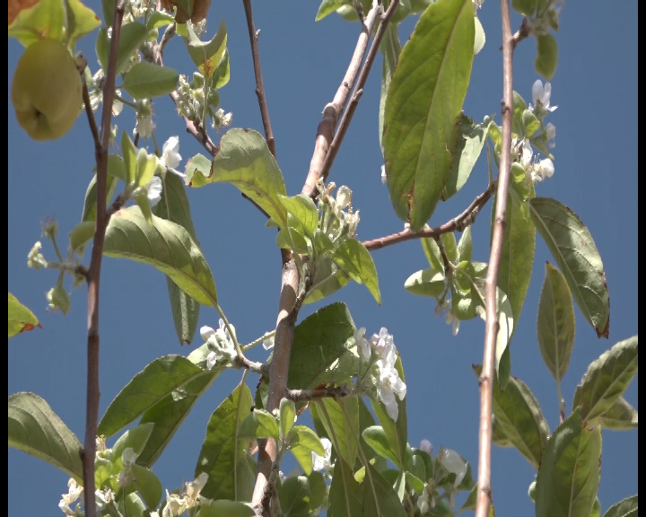 شکوفه نابهنگام درخت سیب