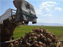 افزایش تولید چغندر قند در تربت جام