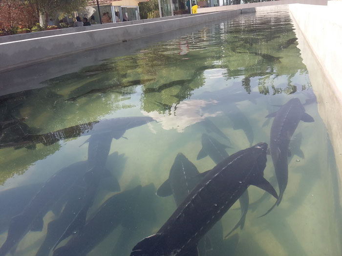 شتاب استان مرکزی در صنعت پرسود خاویار...