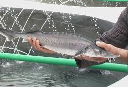 شتاب استان مرکزی در صنعت پرسود خاویار...