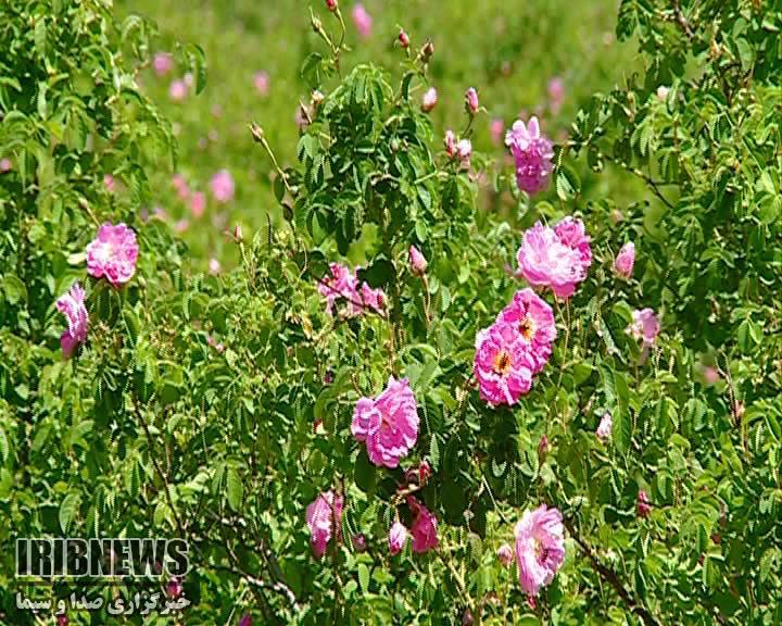 پیش بینی تولید بیش از 400تُن گل محمدی در خراسان شمالی