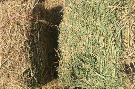 بسته‌بندی علوفه‌های مرتعی به روش سنتی در شهرستان بستک