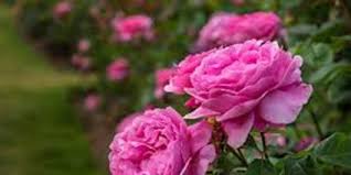 از شایعه تا واقعیت