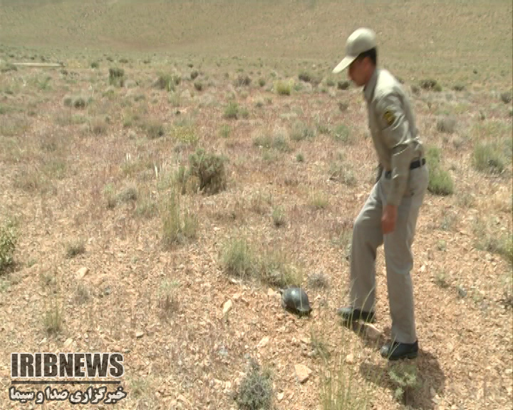 حفاظت از گونه های کمیاب جانوری