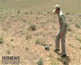 بازگشت یک قطعه لاکپشت مَهمیزدار غربی به آغوش طبیعت بازگشت یک قطعه لاکپشت مَهمیزدار غربی به آغوش طبیعت