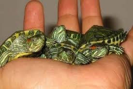 اعمال قانون بر عاملان عرضه گونه های جانوری