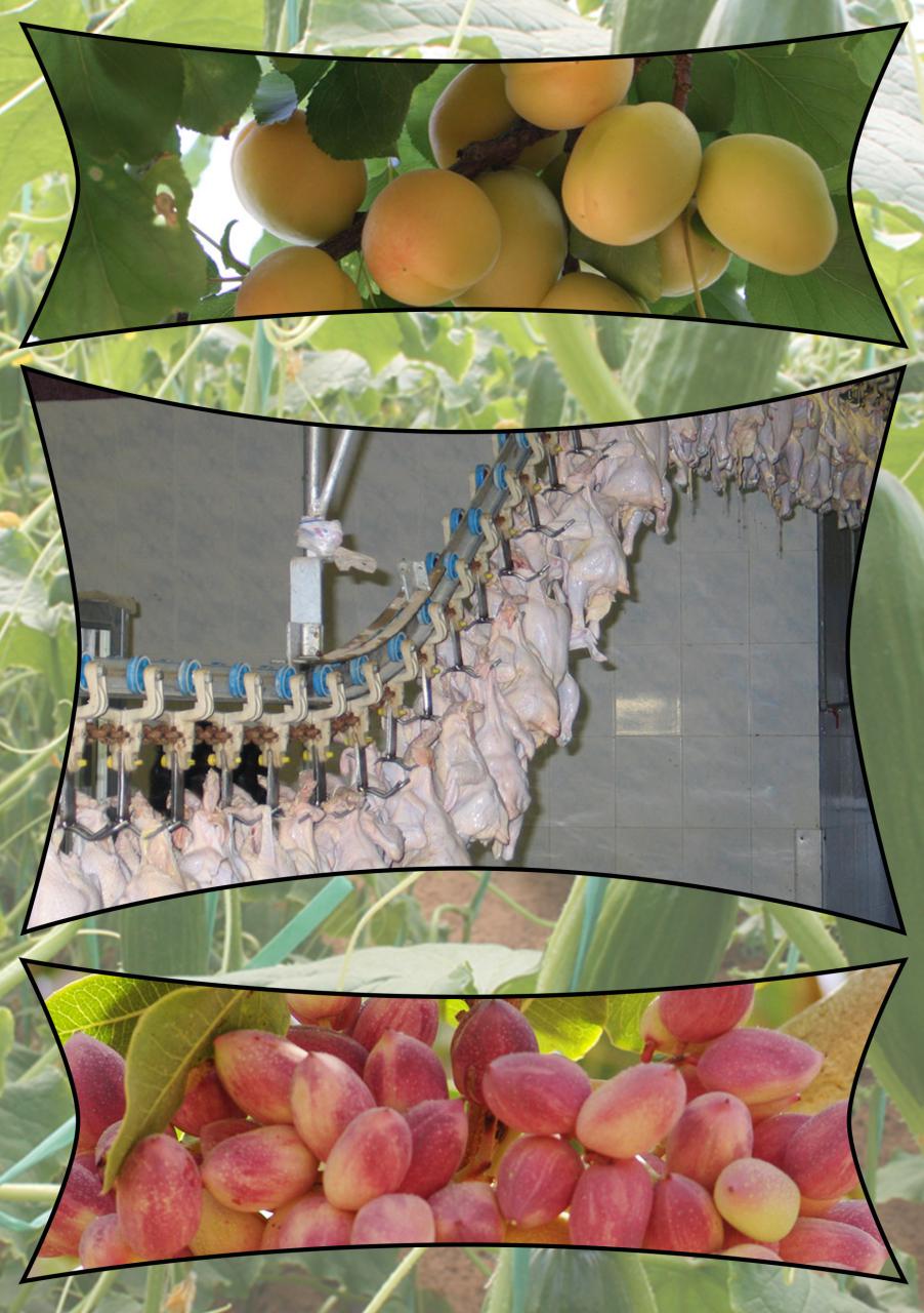 تولید بیش از ۱.۷ میلیون تن محصولات کشاورزی و دامی دراستان یزد