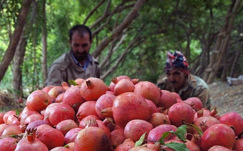 آغاز برداشت یاقوت سرخ در خراسان جنوبی