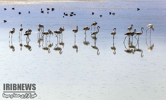 پهنه فیروژه‌ای آذربایجان میزبان پرندگان مهاجر