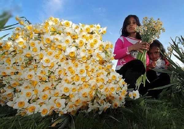 تولید سالانه ۲۰ میلیون شاخه نرگس در خراسان جنوبی