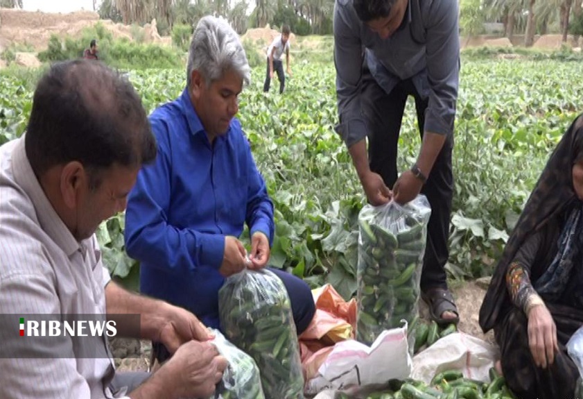 برداشت خیار محلی از شهرستان طبس برداشت خیار محلی از شهرستان طبس