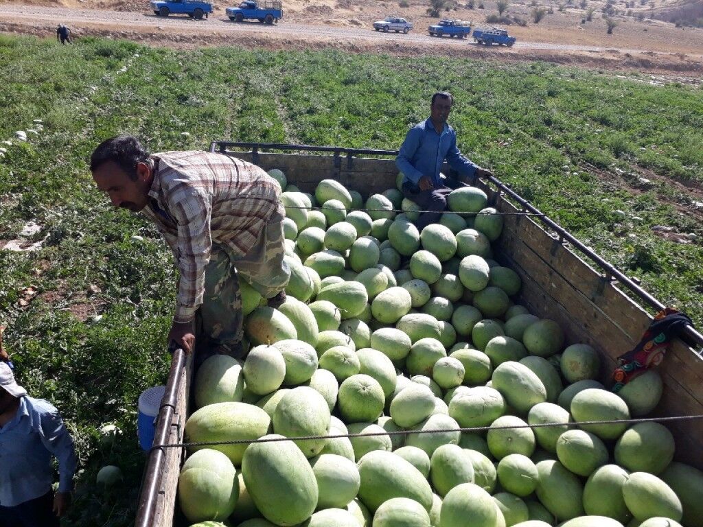 برداشت هندوانه در ۳۰۰ هکتار از مزارع گچساران