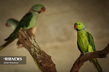 باغ وحش ارم