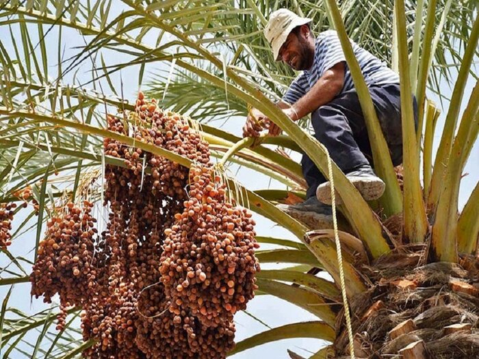 آغاز برداشت خرما در شوشتر