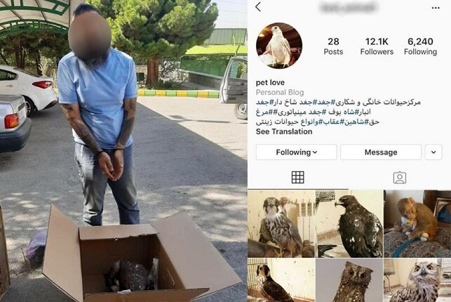 قاچاقچی حیات وحش در فضای مجازی، به دام افتاد قاچاقچی حیات وحش در فضای مجازی، به دام افتاد