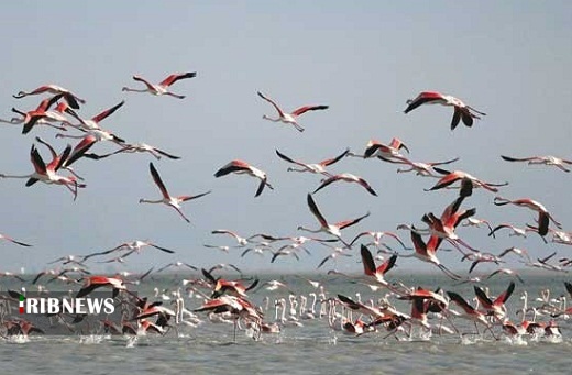 تالاب میقان ، میزبان 16 هزار پرنده مهاجر تالاب میقان ، میزبان 16 هزار پرنده مهاجر