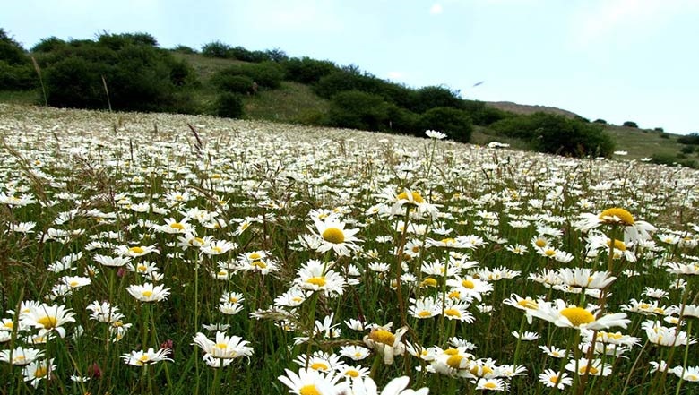 جاذبه های گردشگری اردبیل (قسمت سیزدهم، جنگل ها و بیشه ها)