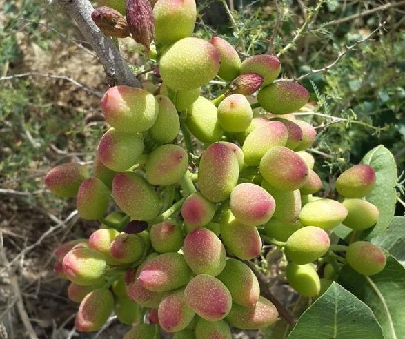 مسیر کند تجارتی پرسود در کرمانشاه