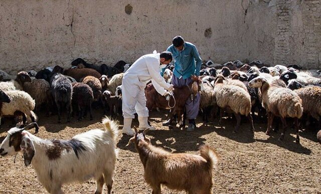 مایه کوبی ۲ میلیون و ۷۰۰ هزار رأس دام سبک در استان کرمانشاه