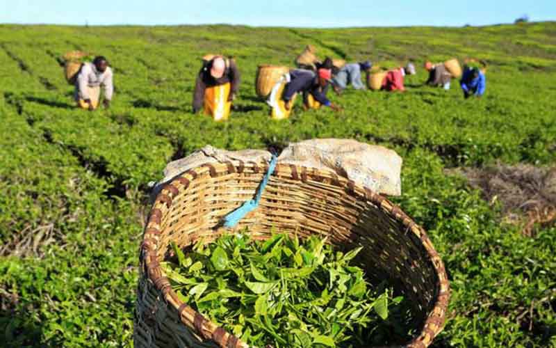 ۸۸ درصد مطالبات چایکاران پرداخت شد