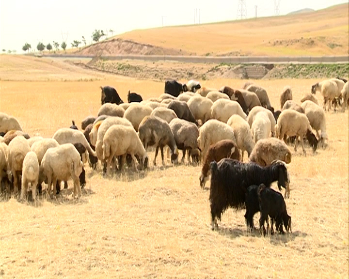 صادرات دام زنده از کشور بزودی آغاز می شود