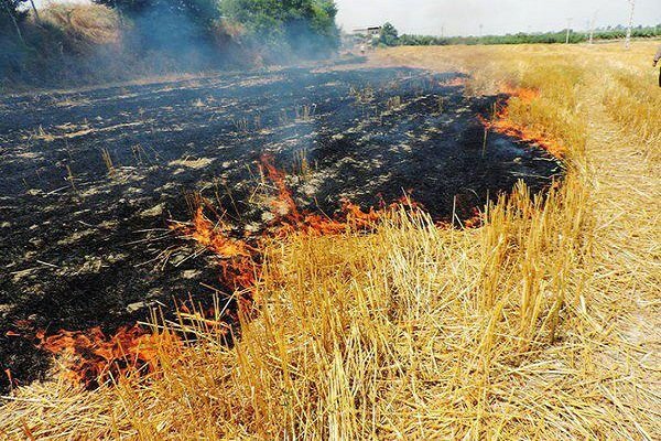 سوزاندن بقایای گیاهی در سرپل ذهاب ممنوع است