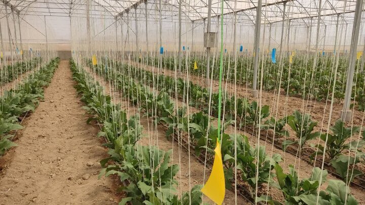 رویکرد جهاد کشاورزی اردبیل گسترش واحد‌های گلخانه‌ای است