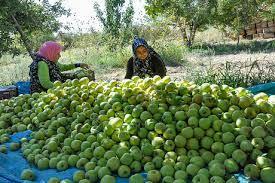 ۵ مرکز خرید سیب باغداران در کهگیلویه و بویراحمد فعال است