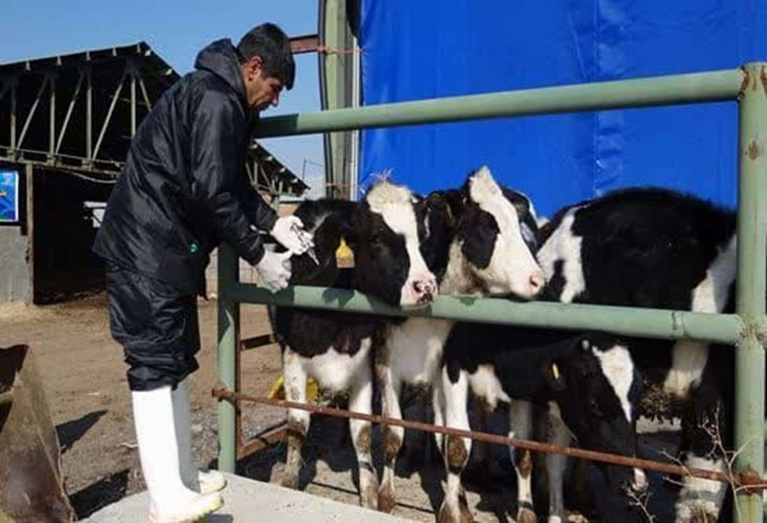 آغاز ایمن سازی دامهای آذربایجان غربی دربرابر لمپی اسکین و بروسلوز آغاز ایمن سازی دامهای آذربایجان غربی دربرابر لمپی اسکین و بروسلوز